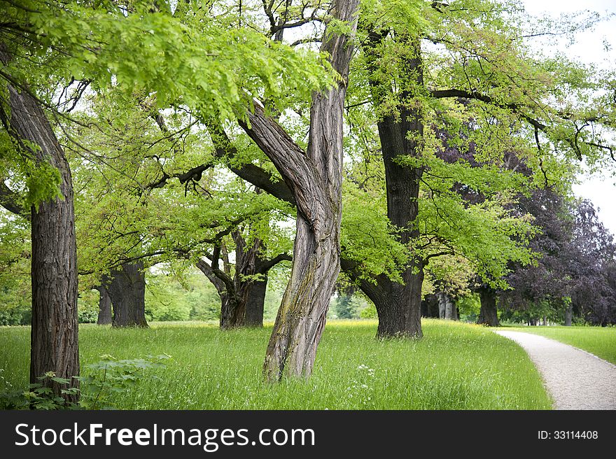 Old trees and gnarled branches in the park in a luscios green color in springtime. Old trees and gnarled branches in the park in a luscios green color in springtime