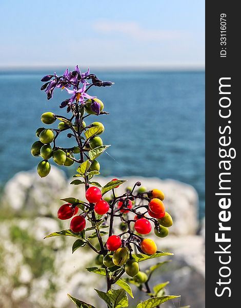 Summer plant between rocks, with a backdrop of Lake Michigan.