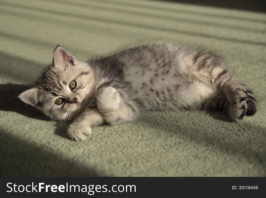 Little Striped Kitten