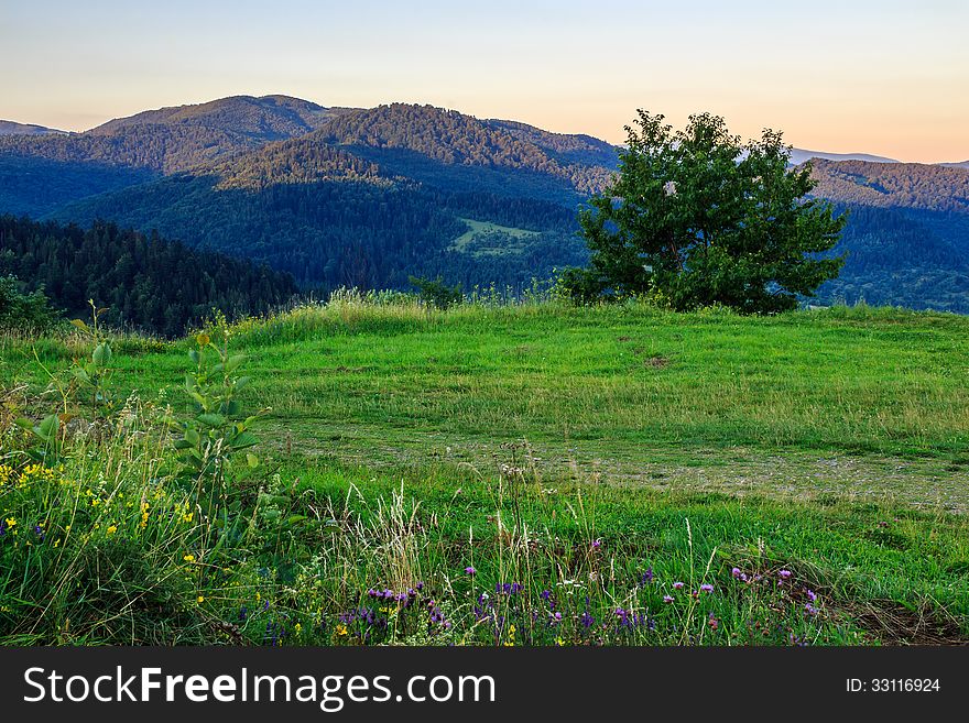 Wild herbs and a tree on a green meadow in mountains. Wild herbs and a tree on a green meadow in mountains