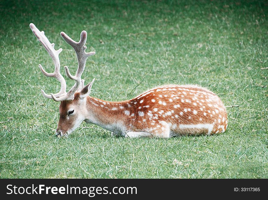 Fallow deer lying on the ground, pasturing