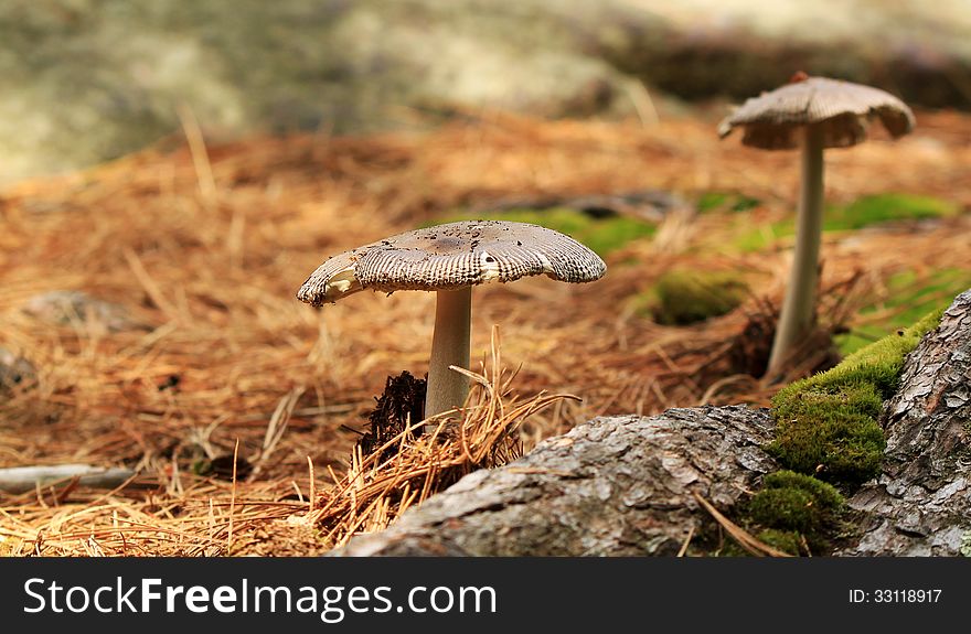 Mushrooms In A Forest. Grisette &x28;Amanita Vaginata&x29;