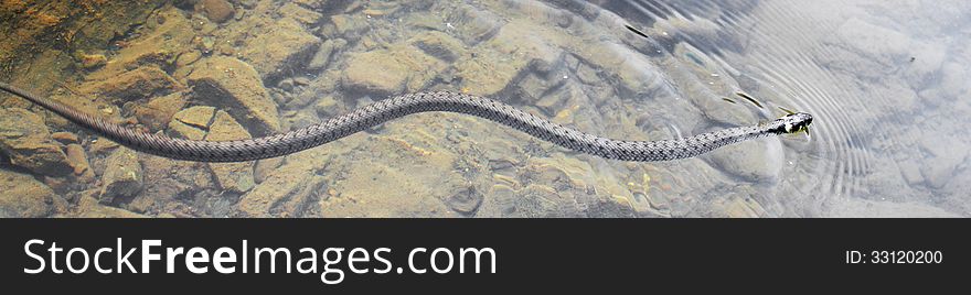 Nonpoisonous snake serpent in the river (about 1.50 meters)