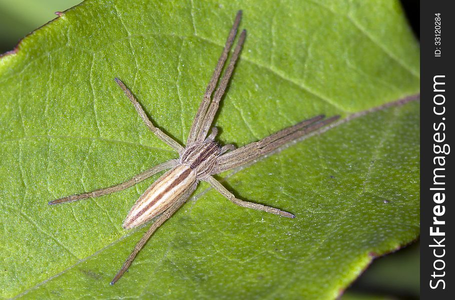 Learn spider - Ñ„Ð¸Ð»Ð¾Ð´Ñ€Ð¾Ð¼Ð° night (Philodromus sp.) very easy - his body is so flat that, it seems like it got under a hot iron. Learn spider - Ñ„Ð¸Ð»Ð¾Ð´Ñ€Ð¾Ð¼Ð° night (Philodromus sp.) very easy - his body is so flat that, it seems like it got under a hot iron.