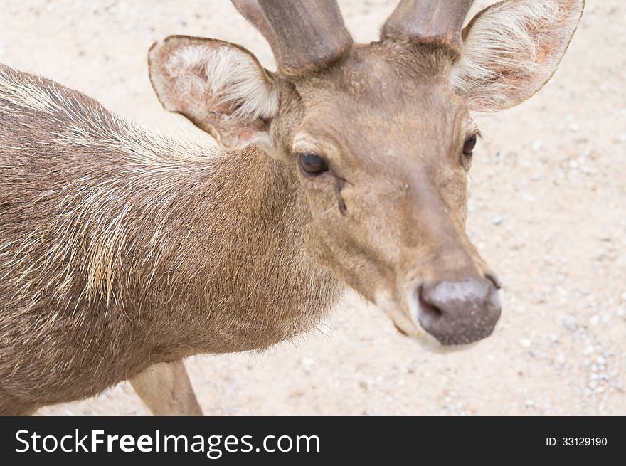 Close up deer doe eye