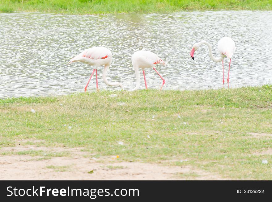 Flamingo bird walk along water
