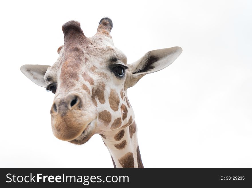 Giraffe smile face close up