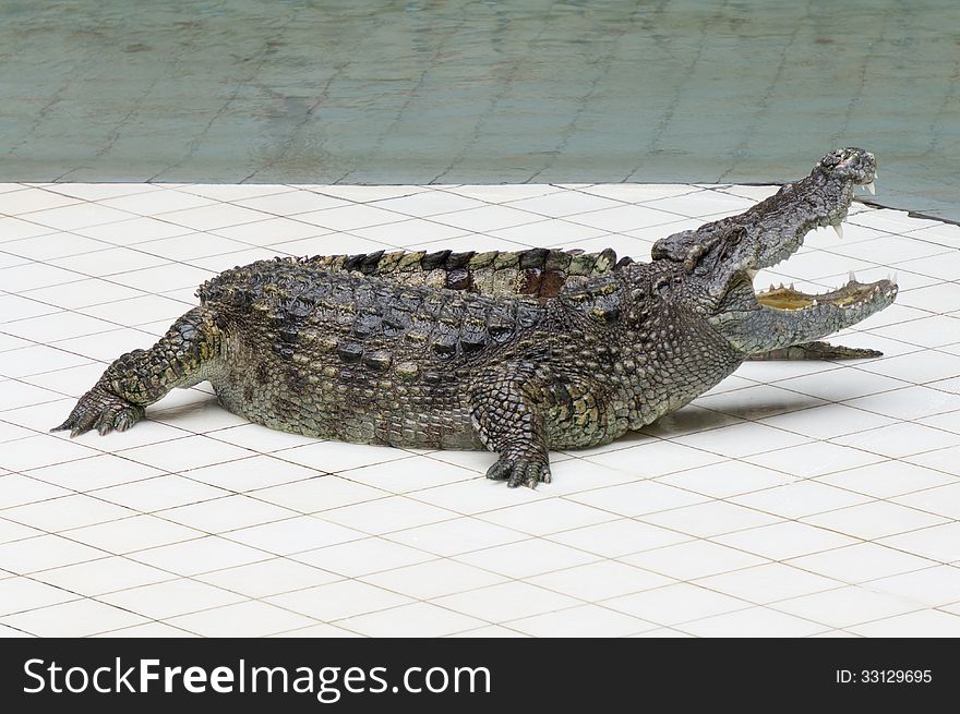 Angry crocodile walk in farm