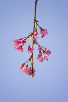 Single Simple Small Bouquet Wild Himalayan Cherry Sakura Royalty Free Stock Photography