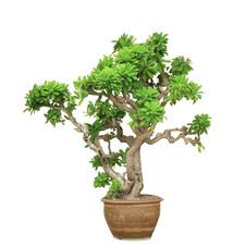 Green Tree &x28;Euphorbia Neriifolia L.&x29; Stock Images