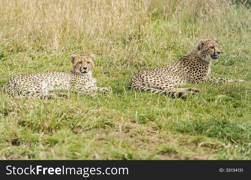 Two young cheetahs lying in the grass