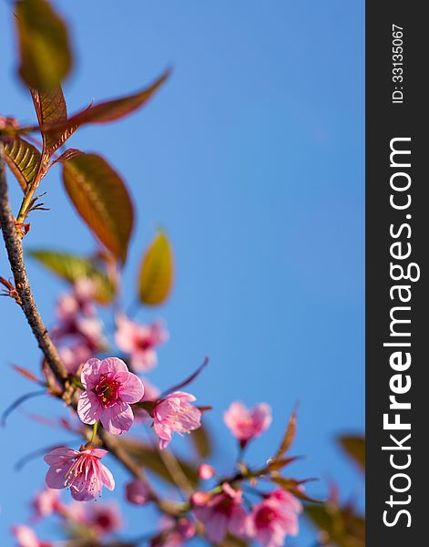 Wild Himalayan Cherry Sakura Blossom Border