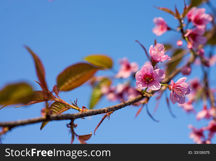 Wild Himalayan Cherry Sakura blossom border with blue background