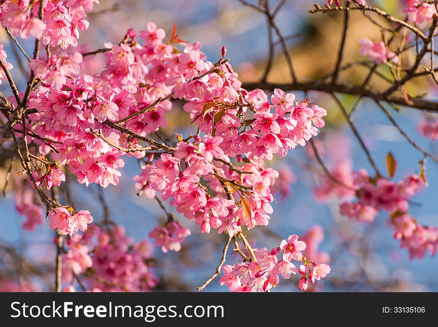 Wild Himalayan Cherry Sakura blossom
