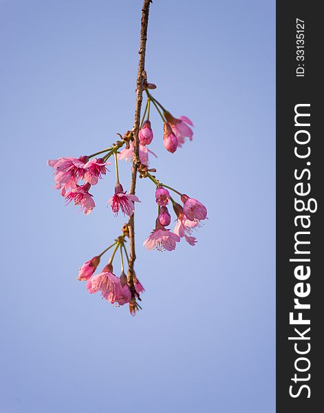 Single Simple Small Bouquet Wild Himalayan Cherry Sakura