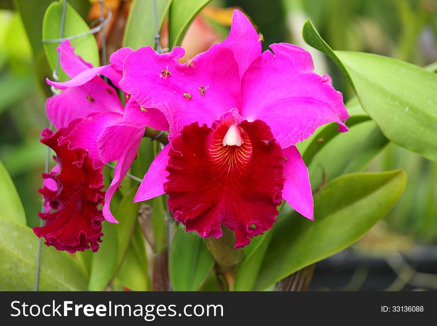 Flower Violet Cattleya