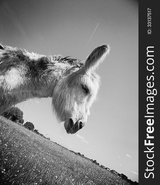 Black and white donkey looking lost in thought and at peace with fields and sky in background.