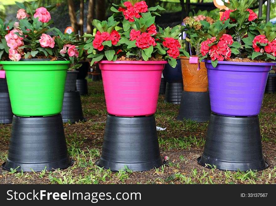 Colorful flower pots in market thailand. Colorful flower pots in market thailand