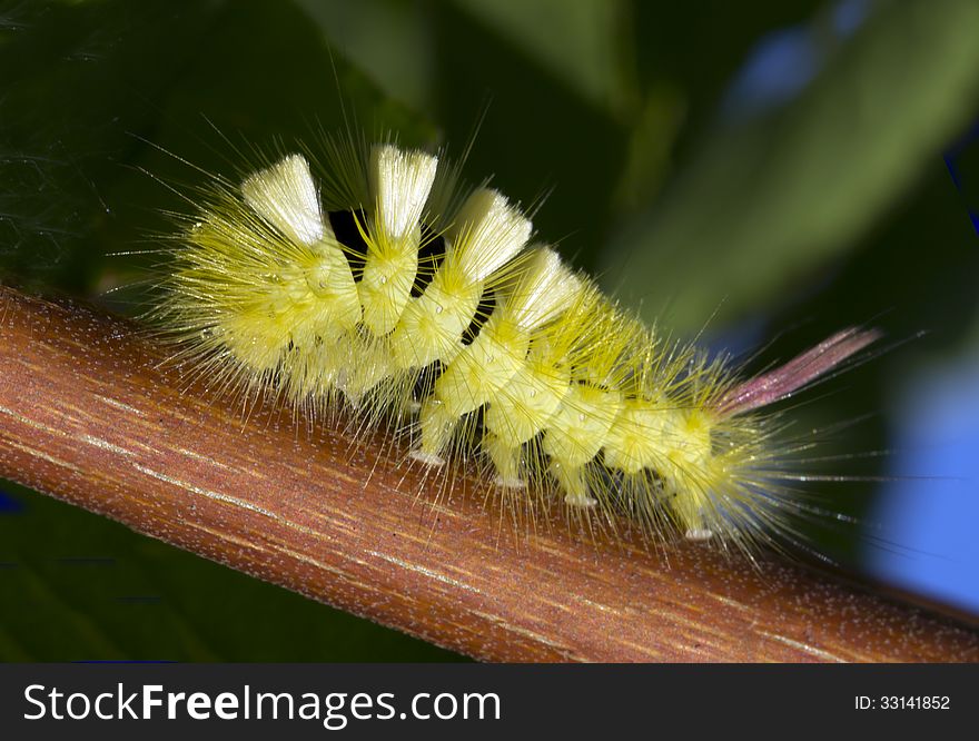 Caterpillar Calliteara Pudibunda