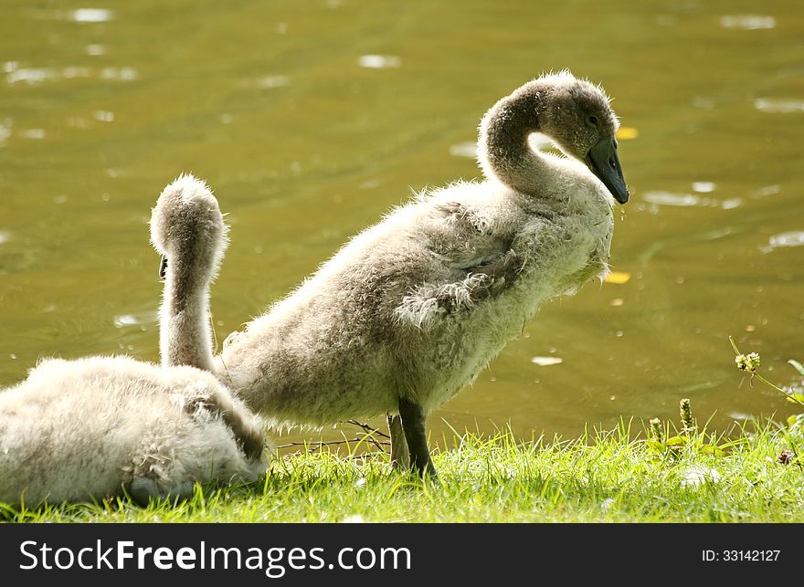 Two mute swan babies by a pond