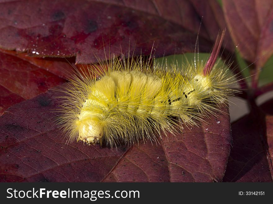 Caterpillar Calliteara Pudibunda