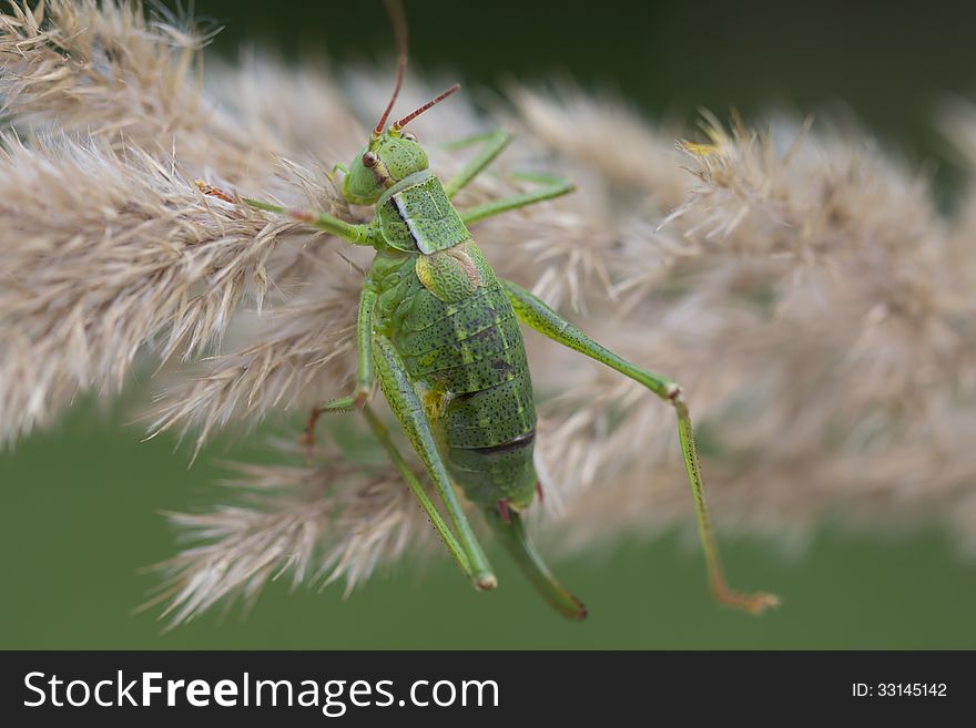 Order Orthoptera Family Tettigoniidae Genus Poecilimon intermedius Adult female Poecilimon intermedius Ovipositor in them flat and serrated This type of crop quite harmless, powered the nectar of the flowers. Red book