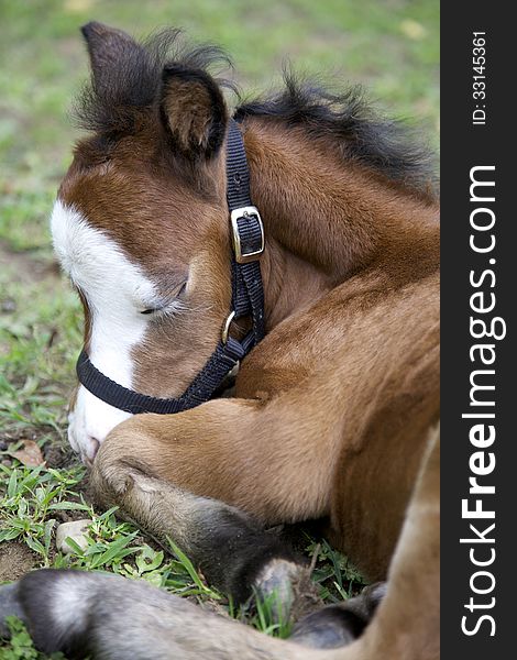 Baby foal sleeping in the grass. Baby foal sleeping in the grass