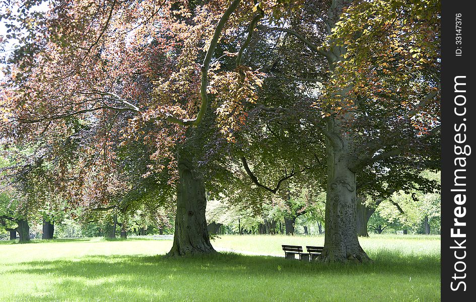 A gorgeous resting place in the shadow under two giant beech trees in springtime. A gorgeous resting place in the shadow under two giant beech trees in springtime