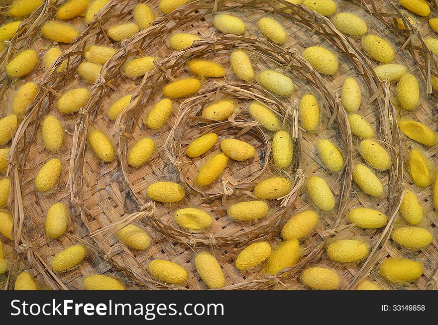 Sericulture Silk Production