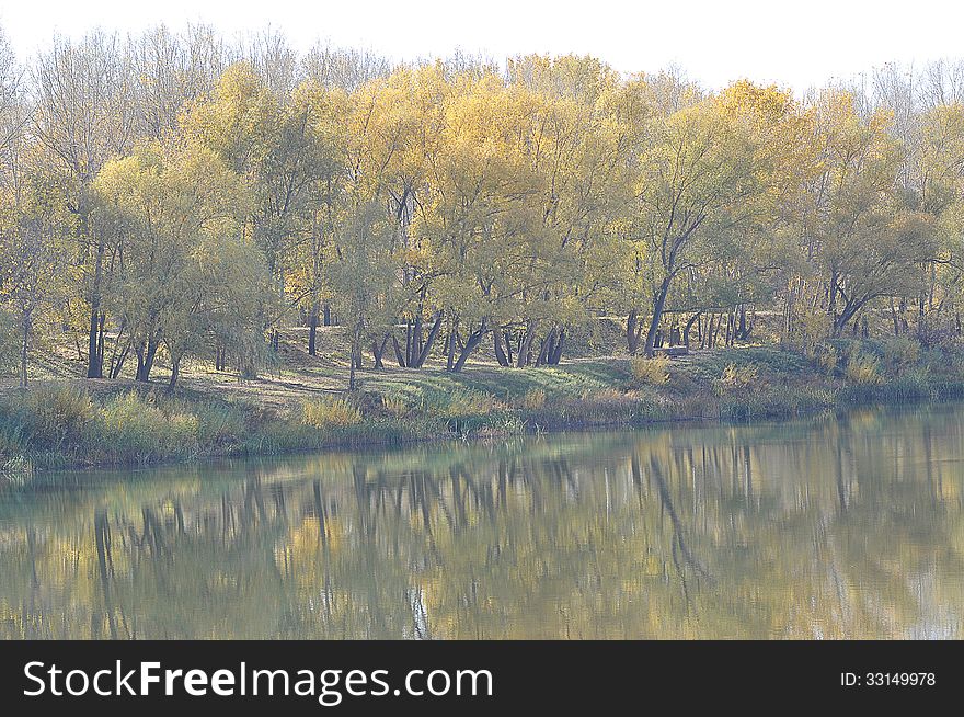 Trees in autumn, city of Orenburg, Southern Ural, Russia