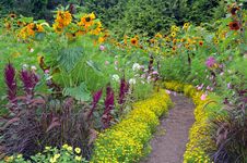 Colorful Sunflower Garden Stock Photography Colorful Sunflower Garden Stock Photography