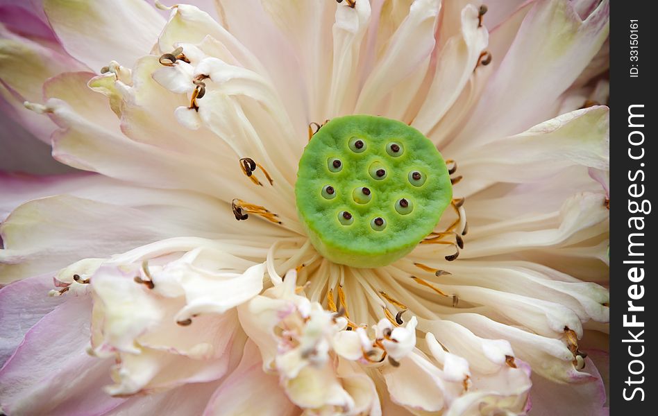 Group of seed on cream lotus flower. Group of seed on cream lotus flower