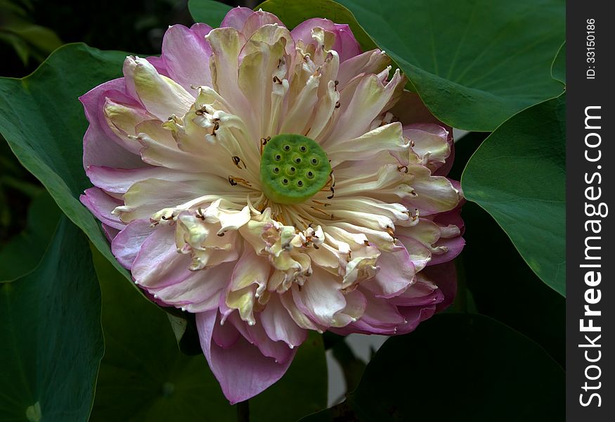 Group of seed on cream lotus flower. Group of seed on cream lotus flower