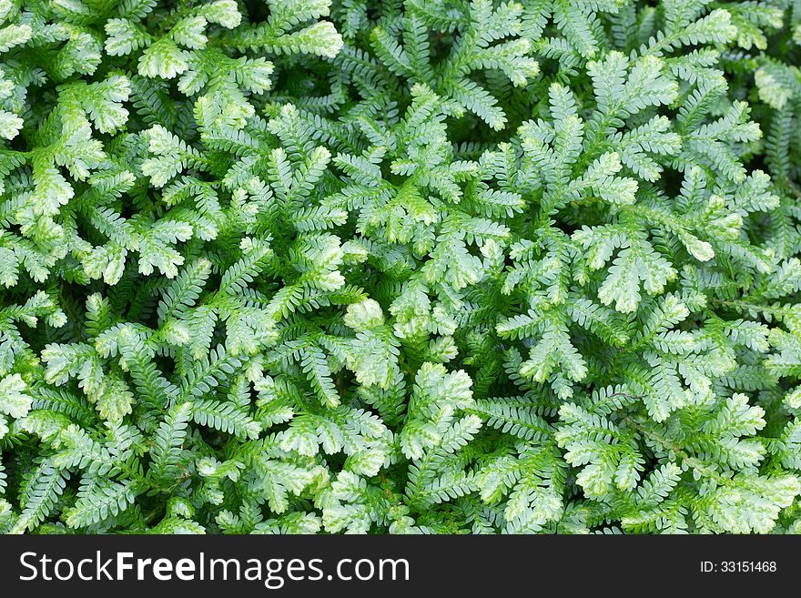 Selaginella kraussiana ( Trailing Selaginella ) small plant with creeping stems forms dense mats of green foliage