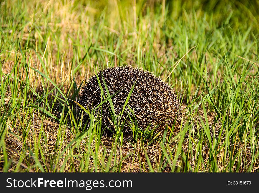 Hedgehog In The Grass.