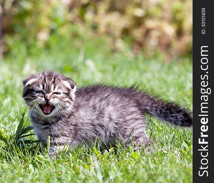 Little lop-eared kitten meowing on the grass. Little lop-eared kitten meowing on the grass