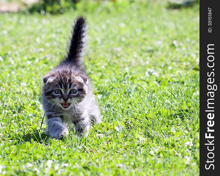 Little lop-eared kitten meowing on the grass