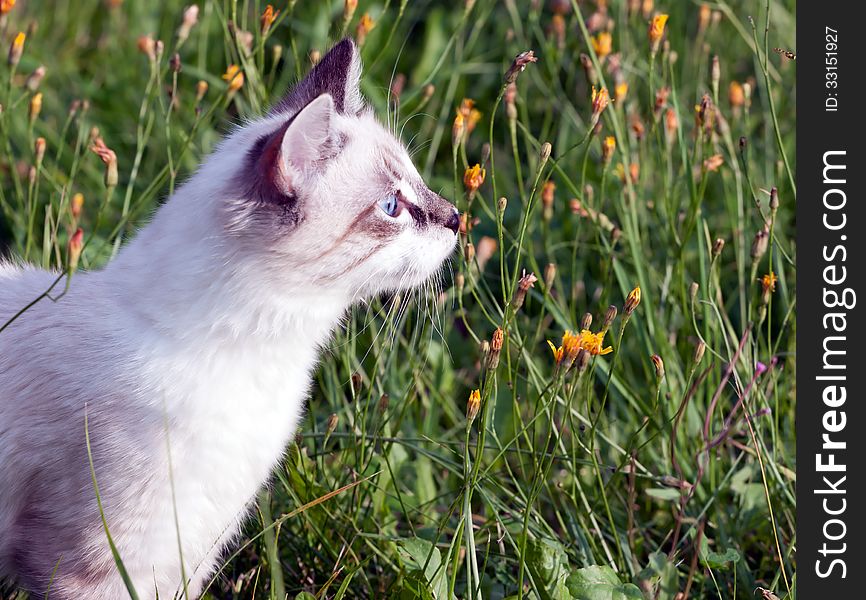 Young cat walking on grass