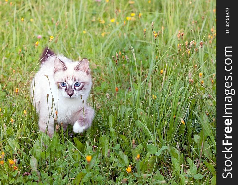Young cat walking on grass