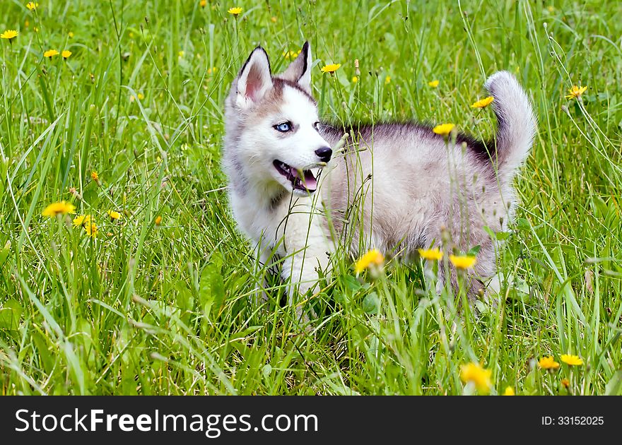 Young Huskies on the green grass