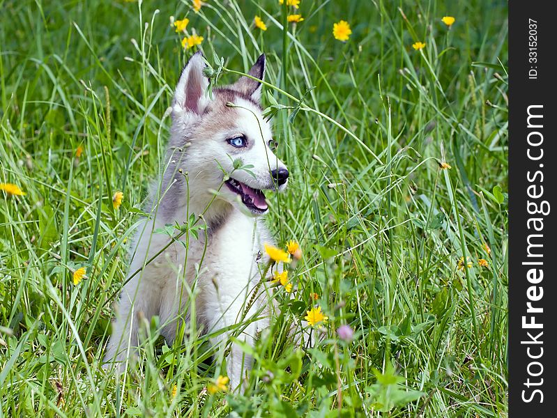 Young husky sitting in the green grass