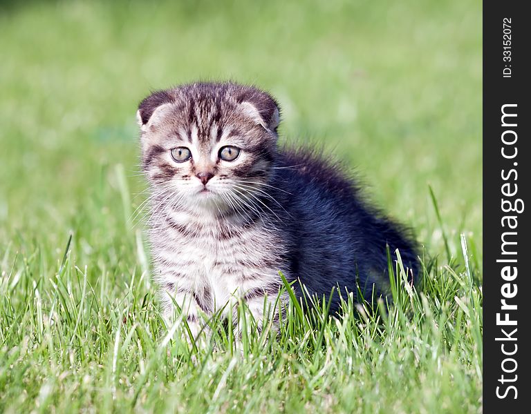 Little lop-eared kitten on the grass