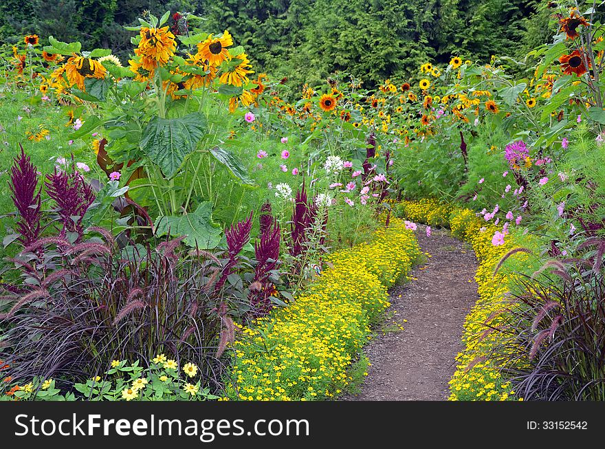 Colorful sunflower garden blooming summer