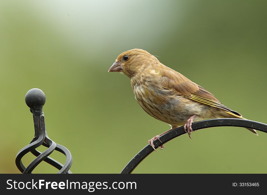 View of a greenfinch on a perch against a green background. View of a greenfinch on a perch against a green background.