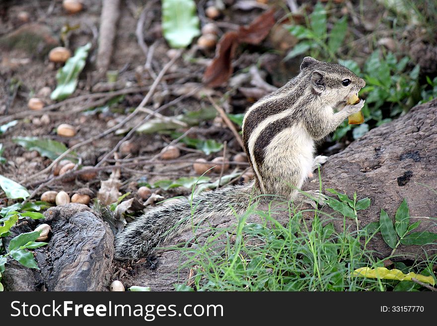 Grey / gray squirrel nibbling on seeds. Grey / gray squirrel nibbling on seeds