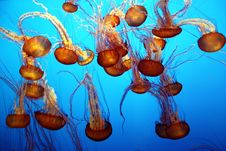 Sea Nettle Royalty Free Stock Images