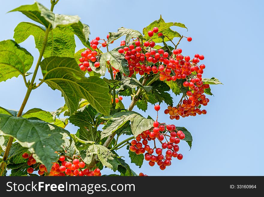 Berries of a arrowwood hang on a branch against the blue sky