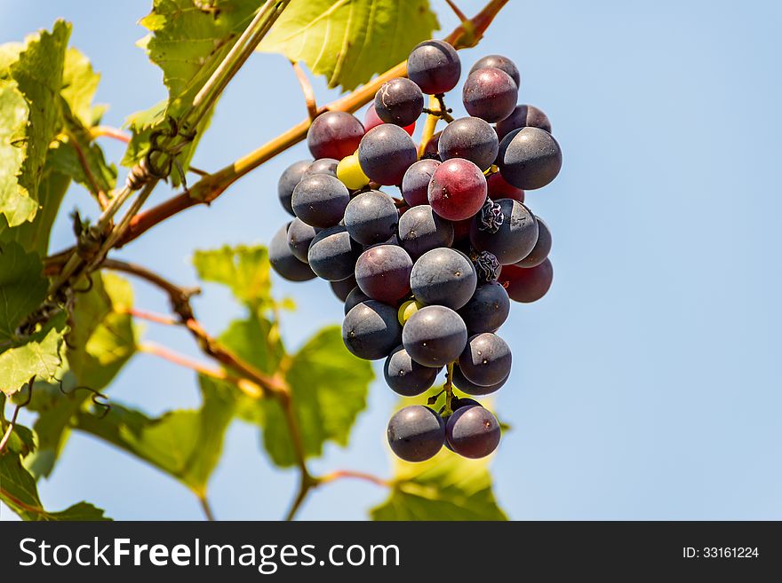 Brush of the grapes is photographed on the blue sky background