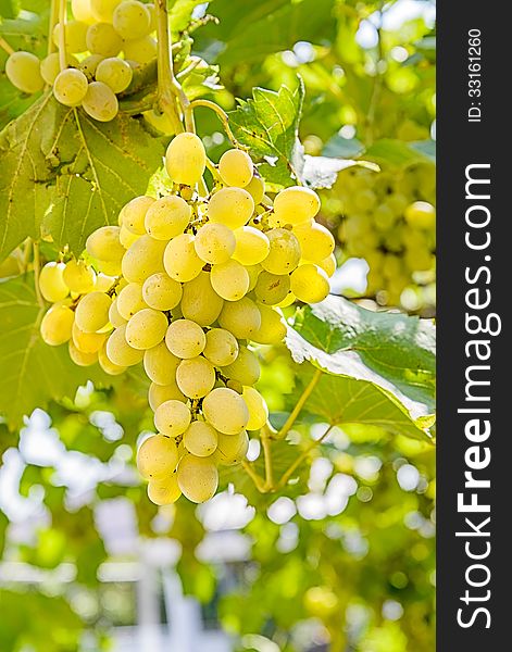 Brush of the grapes is photographed on the blue sky background