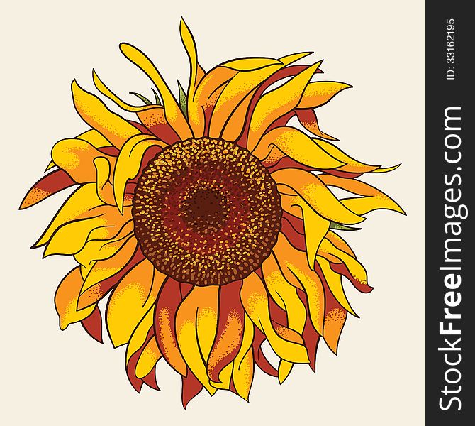 Sunflower, realistic vector illustration, EPS8